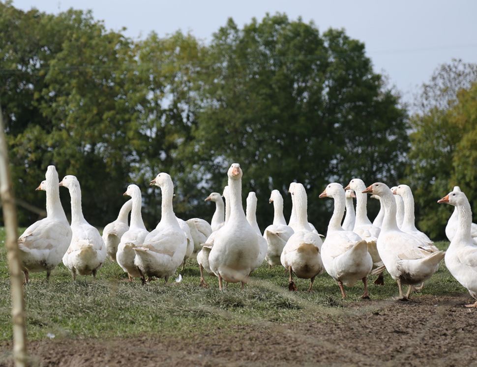 Summerhill Farm