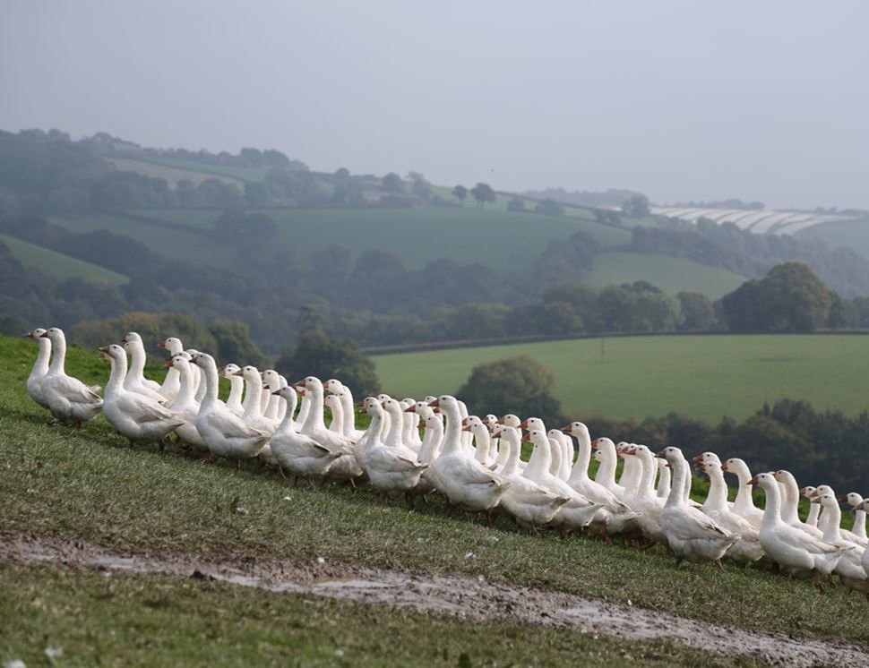 Summerhill Farm