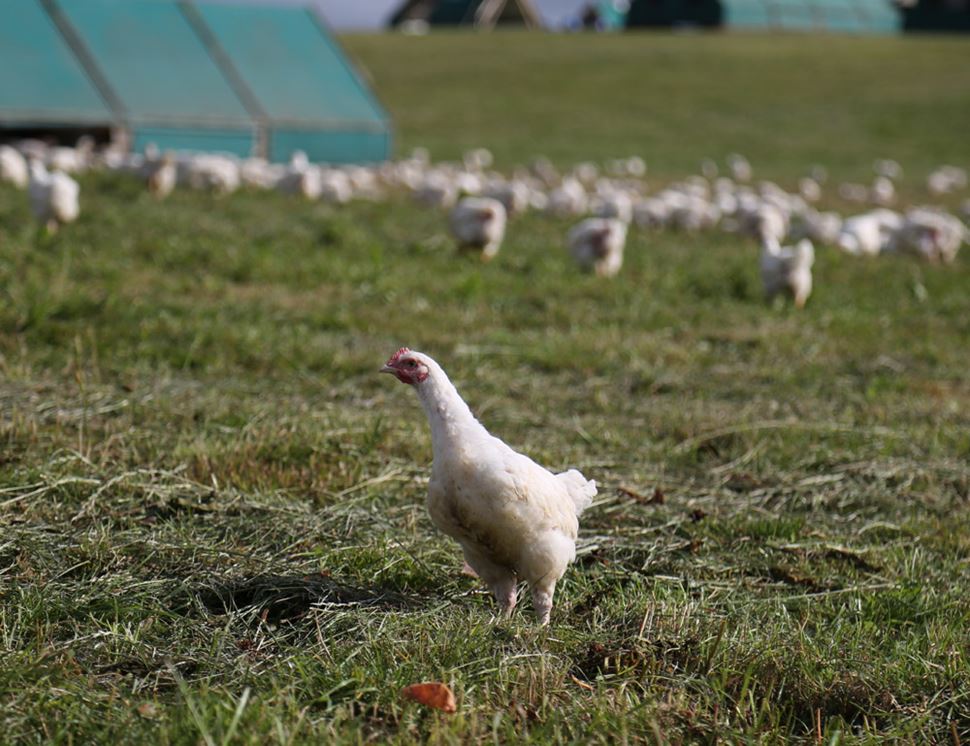 Wood Green Farm