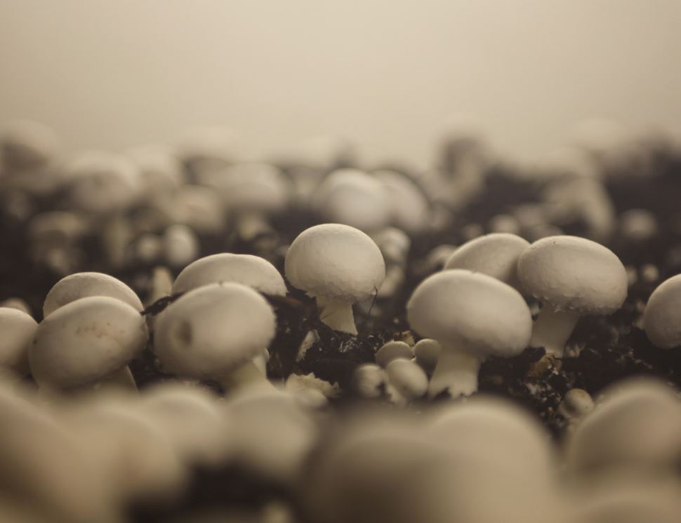 Capel Mushrooms