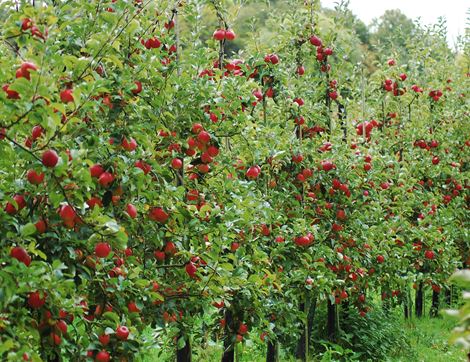 Apples, Organic (1kg)