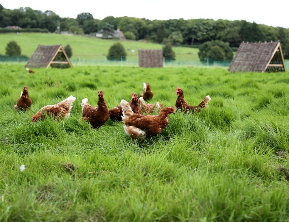 Haresfield Farm