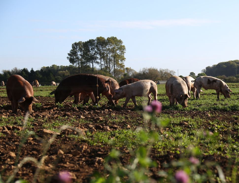 Daylesford Organic Meat