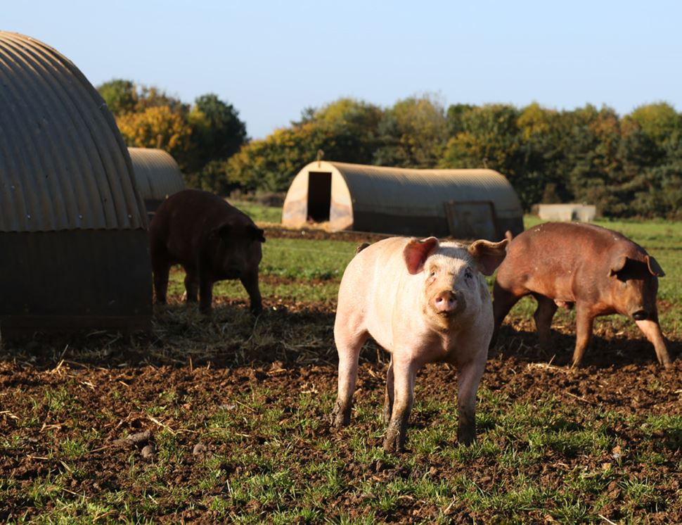 Daylesford Organic Meat