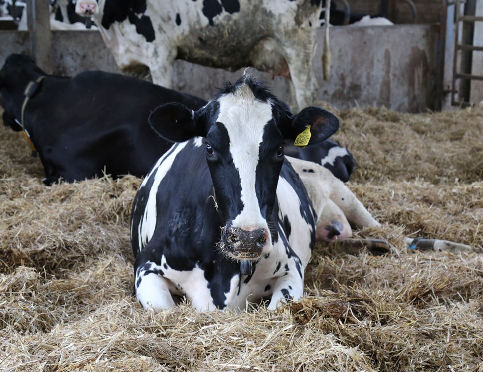 Brue Valley Farm