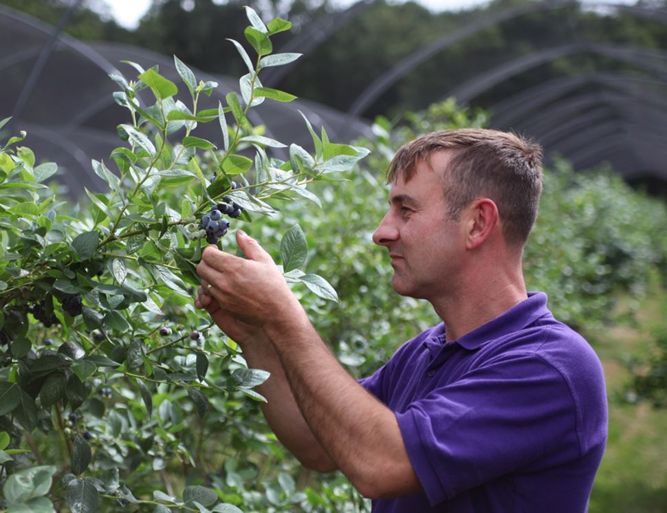 The Dorset Blueberry Company