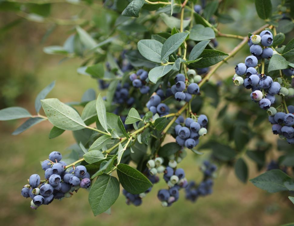 The Dorset Blueberry Company