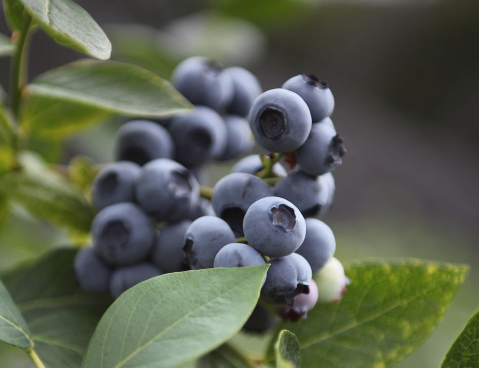 The Dorset Blueberry Company