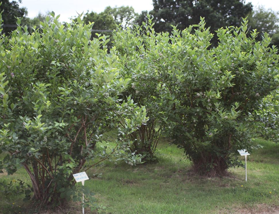 The Dorset Blueberry Company