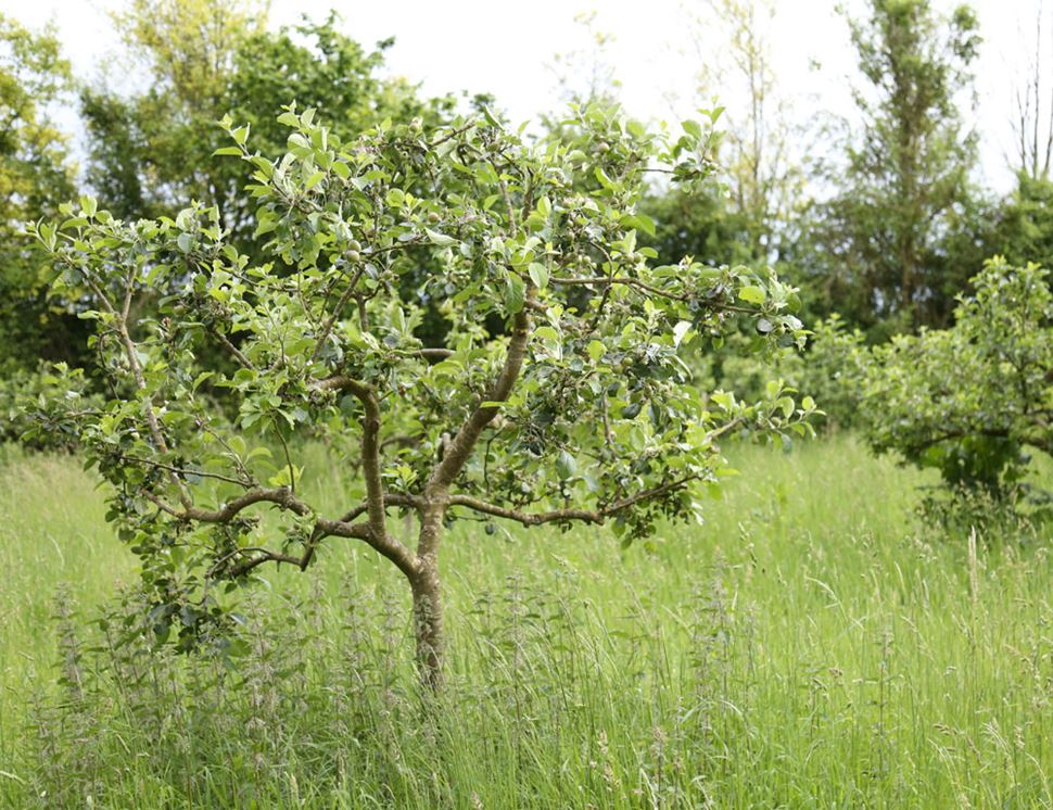 Northdown Orchard