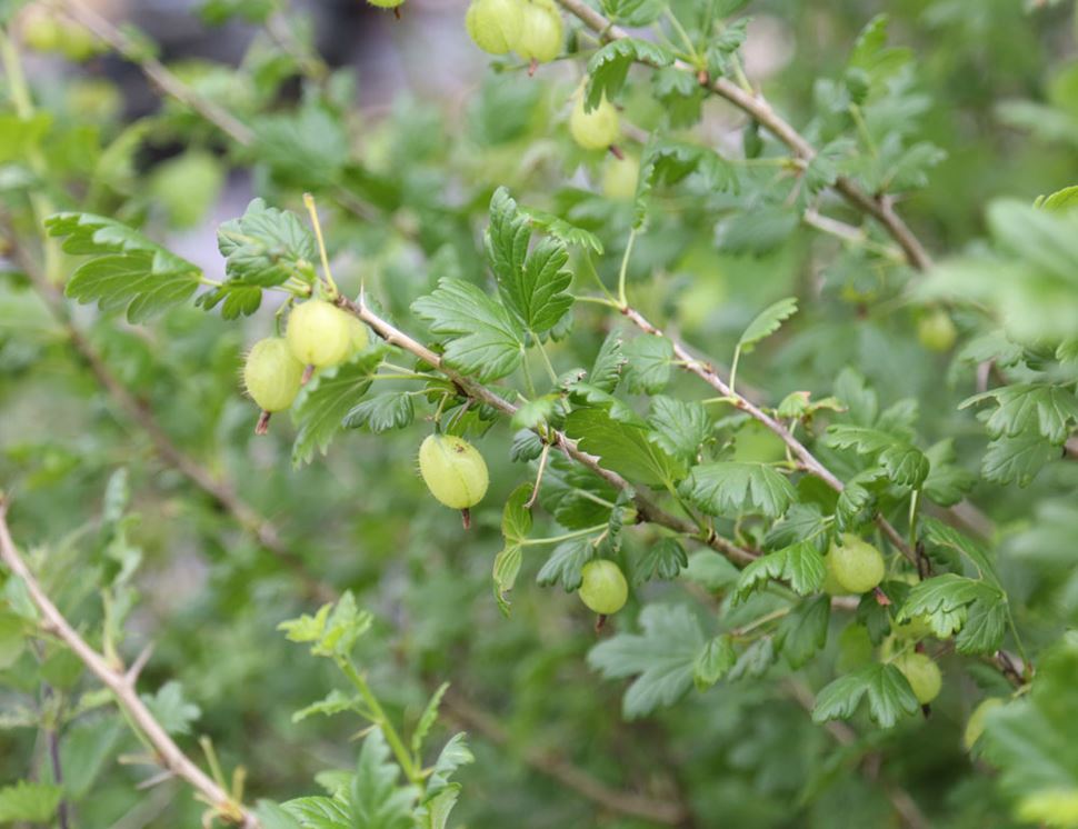 Northdown Orchard