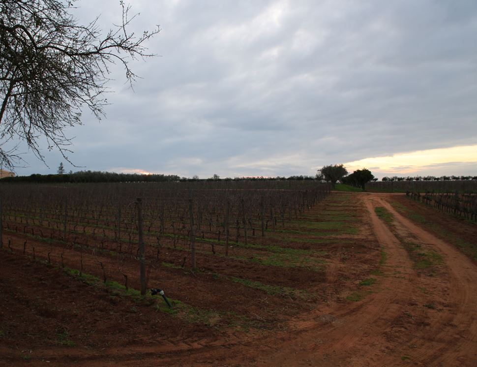 Santa Tresa Vineyard