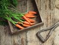 Bunched Carrots Bunched Carrots