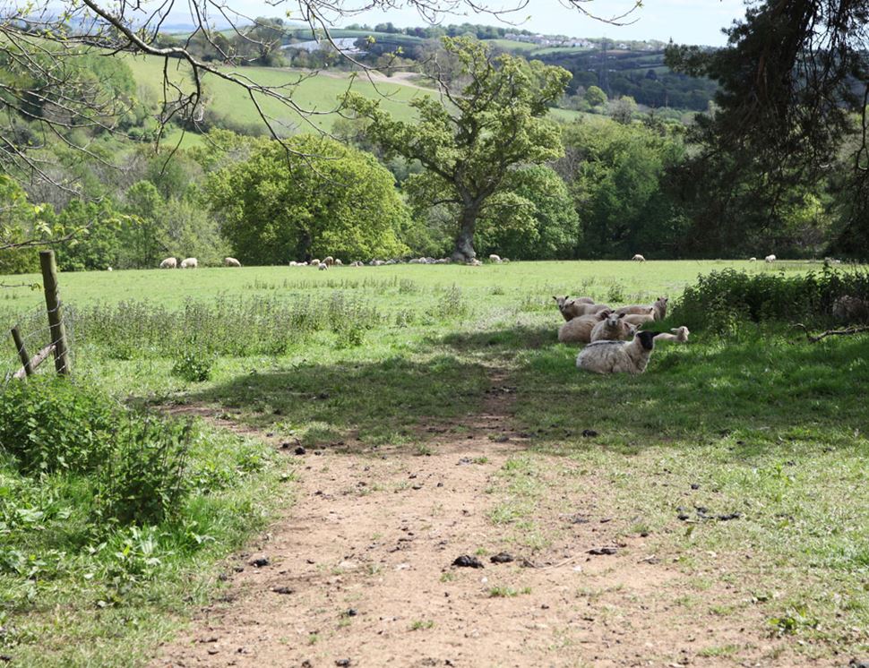 Coombe Lynher Farm