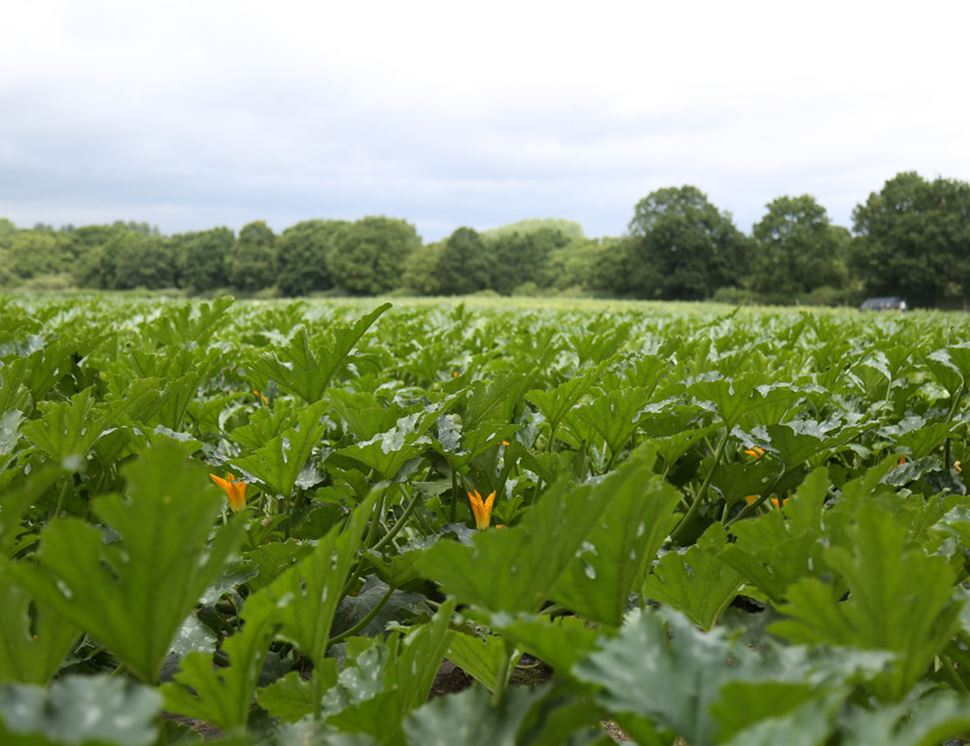 Lyburn Farm