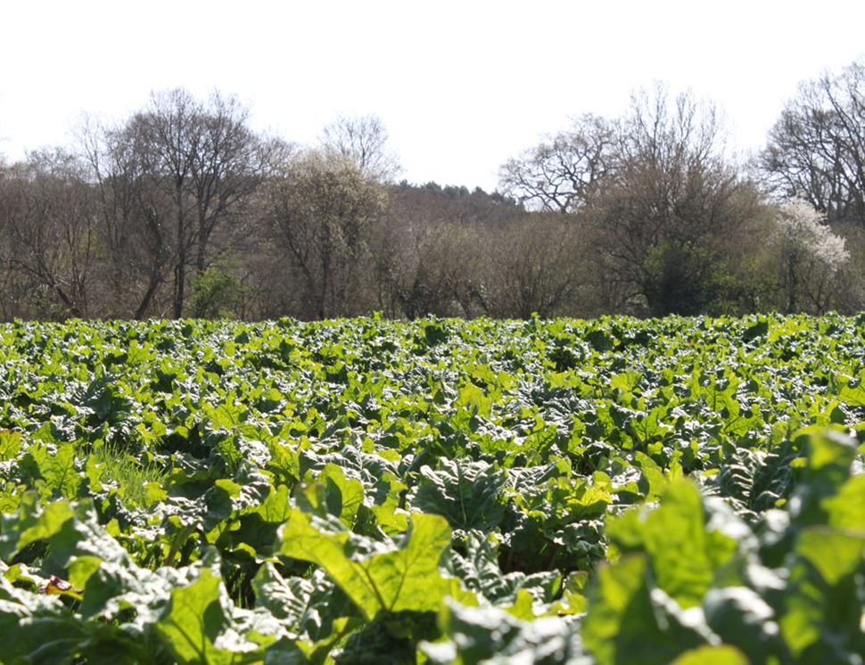 Lyburn Farm