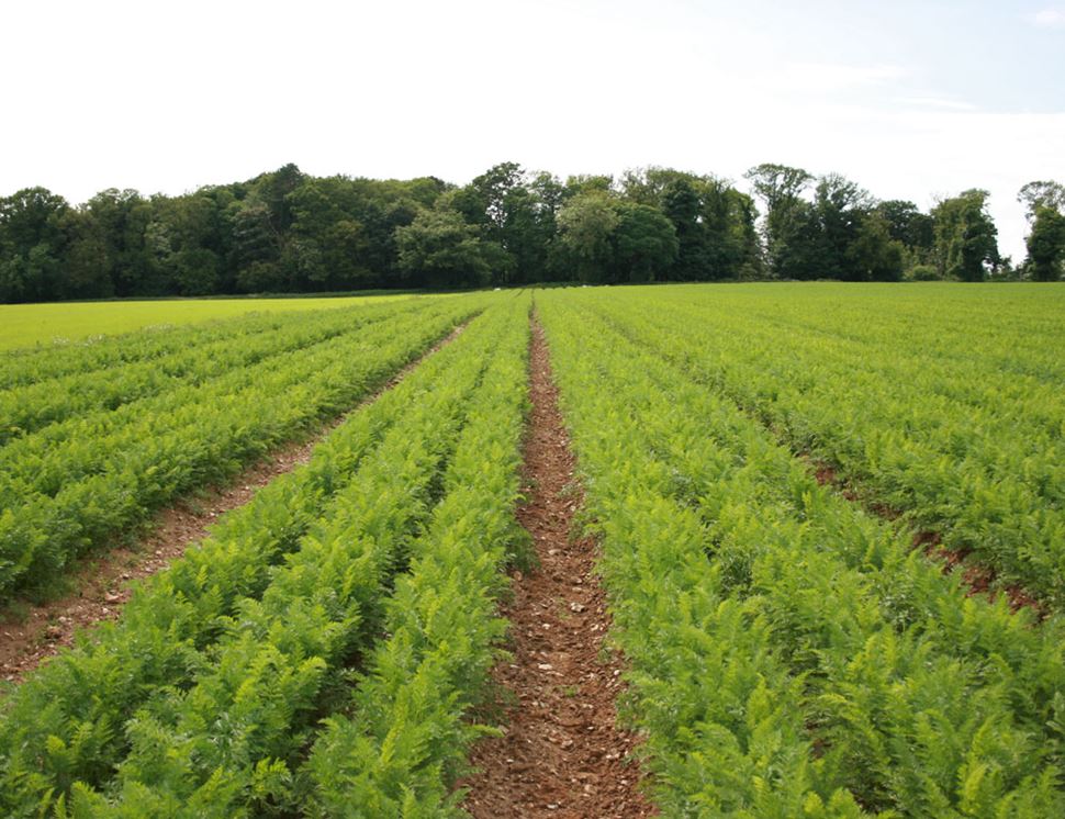 Bagthorpe Farm