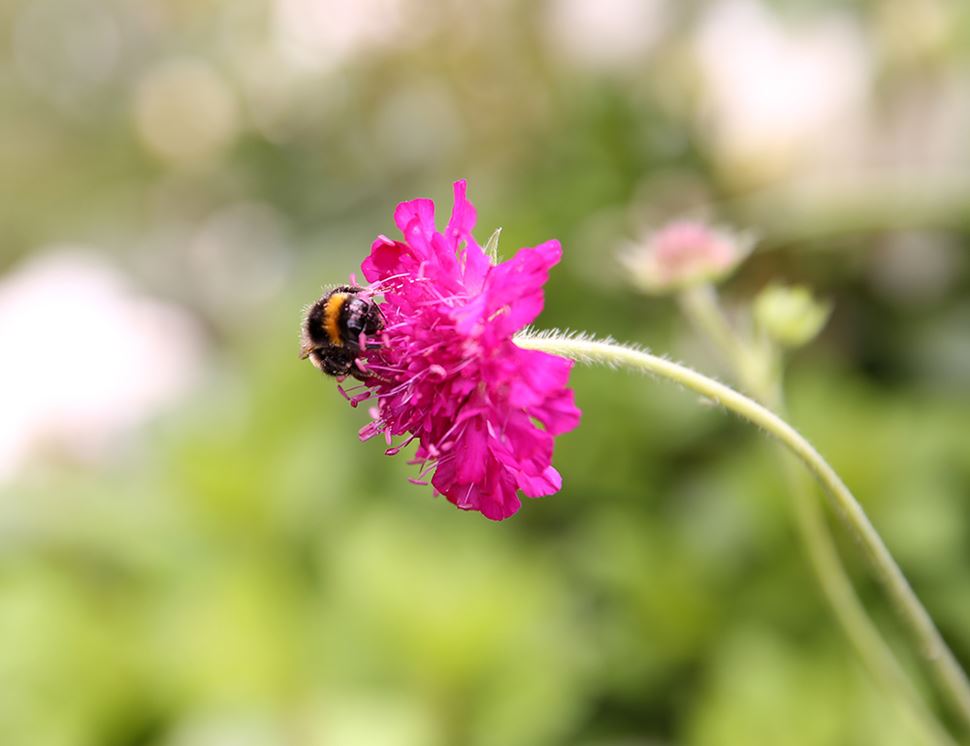 Organic Blooms