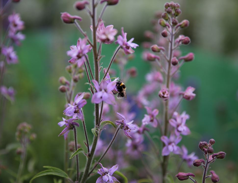 Organic Blooms