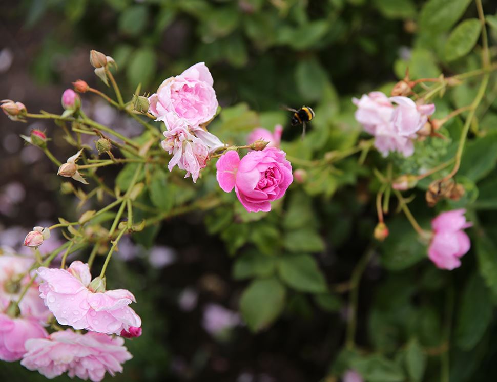 Organic Blooms