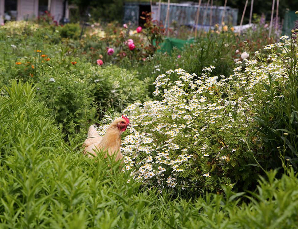 Organic Blooms