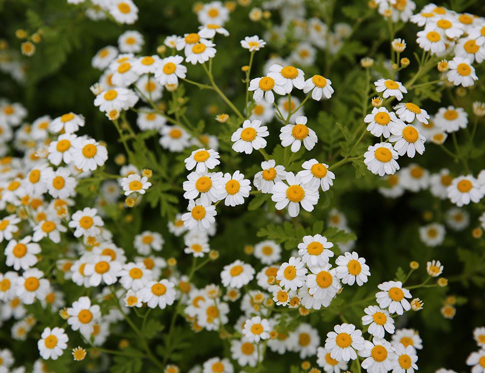 Organic Blooms