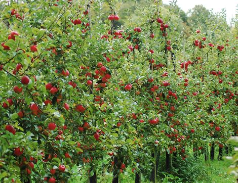 English Spartan Apples, Organic (700g)