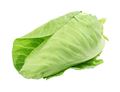 Green Pointed Cabbage