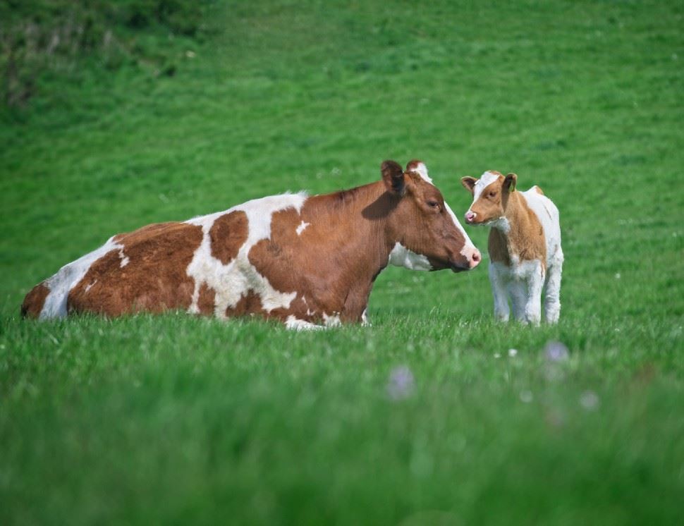 The Ethical Dairy