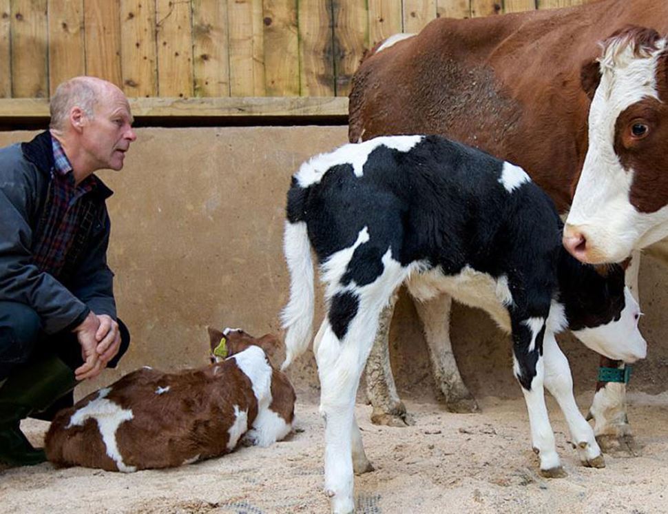 The Ethical Dairy