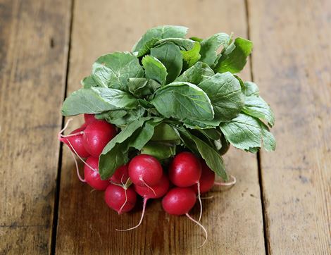 organic radish bunch