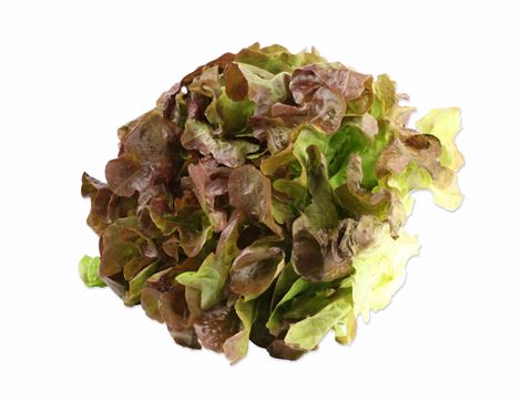 Lettuce, Red Oak Leaf (1 head)