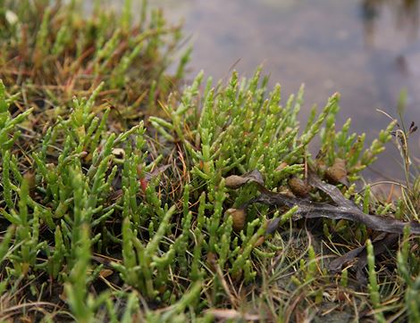 Wild Marsh Samphire (100g)