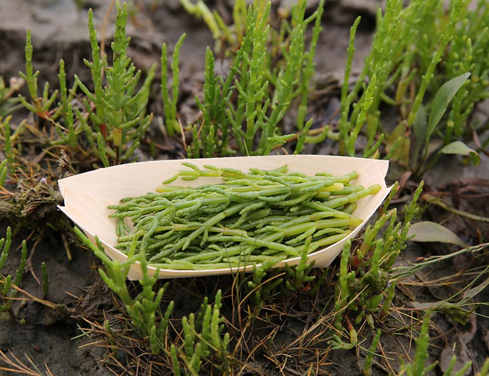 Wild Marsh Samphire (100g)