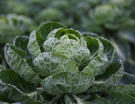 Sprout Top, Organic