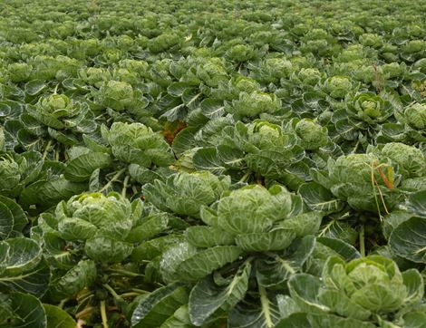 Sprout Top, Organic