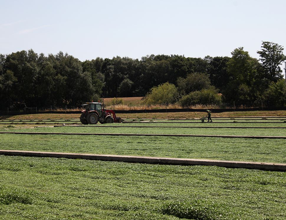 The Watercress Company