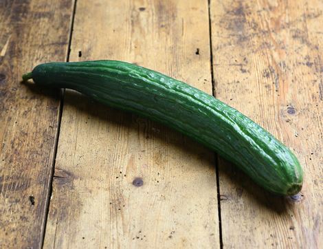 organic cucumber
