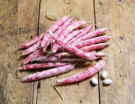 Borlotti Beans, Organic (300g)