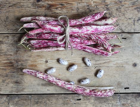 Borlotti Beans, Organic (300g)
