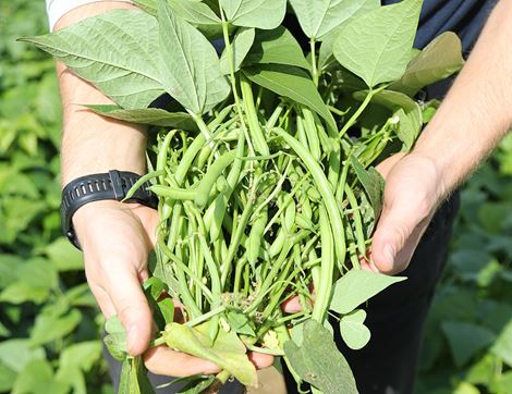 French Beans, Organic (250g)