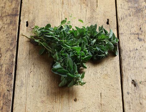 organic oregano