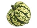 Harlequin Squash