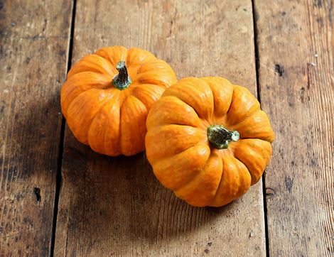 munchkin pumpkin