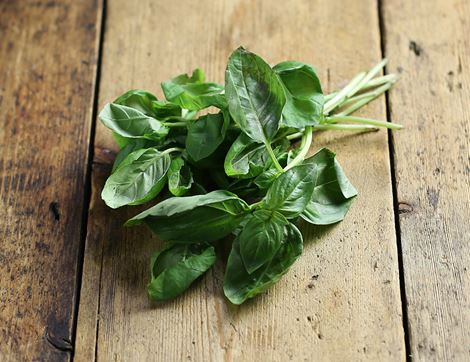 organic basil