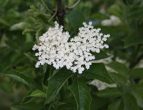 Wild Elderflower Bubbly, Non-Organic, Luscombe (4 x 270ml)