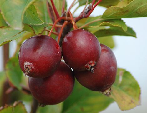 Crab Apples, Organic (700g)