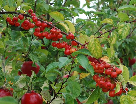 Crab Apples, Organic (700g)