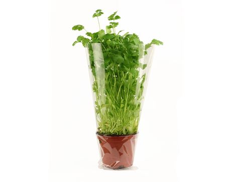 Coriander in a Pot, Organic