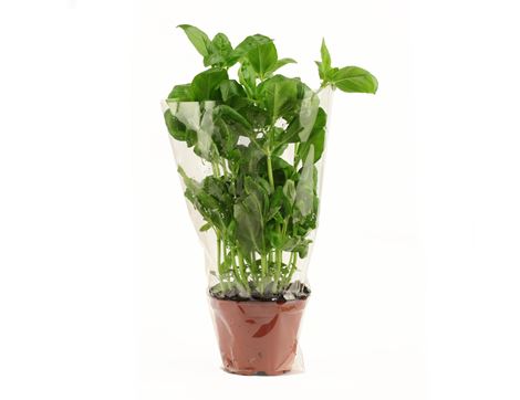 Basil in a Pot, Organic